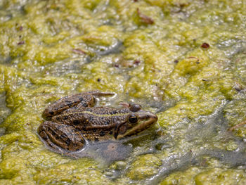 Close-up of frog in lake