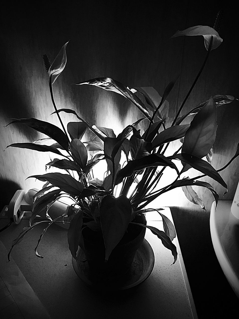 CLOSE-UP OF FLOWER VASE AGAINST WALL