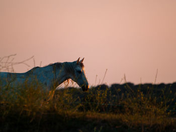 Side view of horse on field during sunset