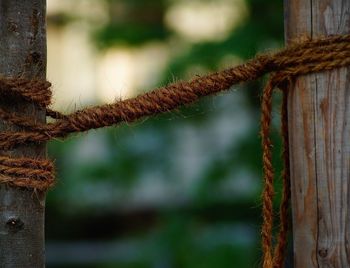 Close-up of rope on wooden post