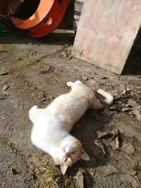 High angle view of cat