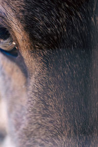 animal themes
