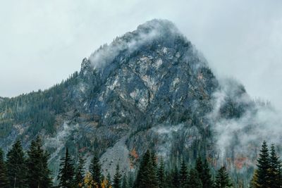 Scenic view of forest against sky