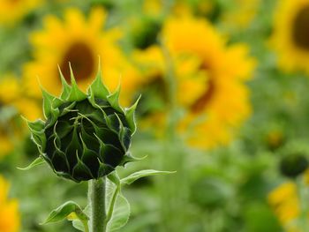 Close-up of yellow flowering plant