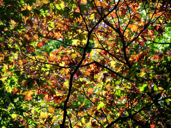 Low angle view of trees