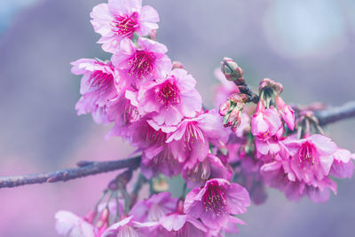 Close-up of pink cherry blossoms