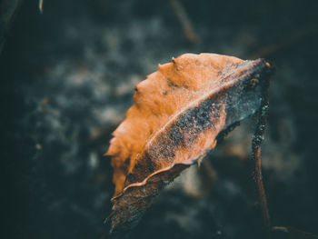 Close-up of dry leaf against blurred background