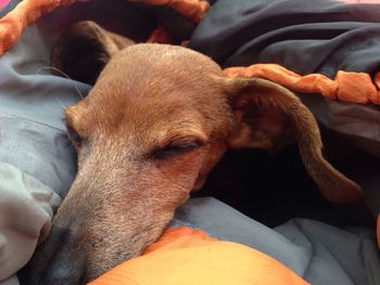 Close-up of dog relaxing on bed