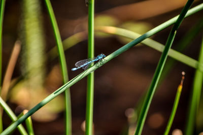 Close-up of insect on grass