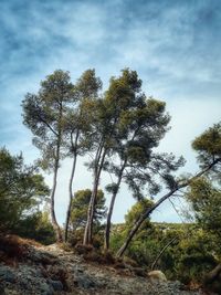 Low angle view of trees on field against sky