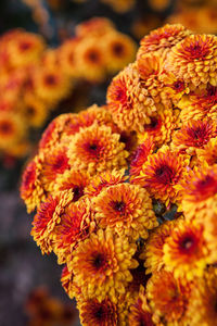 Close-up of flowers against blurred background