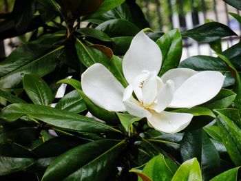 Close-up of white flowers