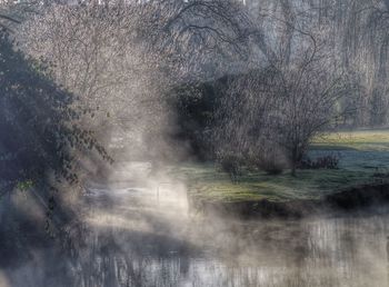 Reflection of trees in water