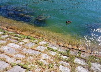 High angle view of ducks on rock by lake