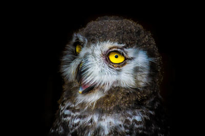 Close-up portrait of eagle against black background