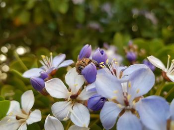 Close-up of purple flowers blooming outdoors