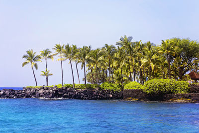 Palm trees growing at sea shore against clear sky at hawaii islands
