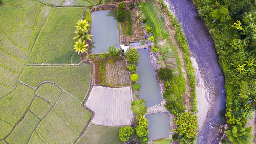 Aerial view of plants growing by ponds on field