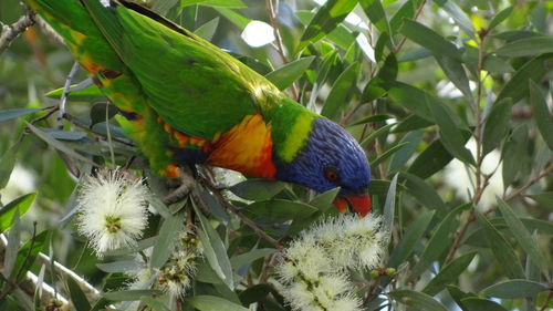 View of parrot perching on tree