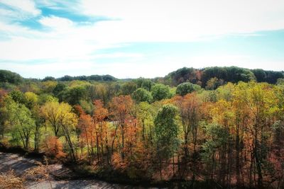 Trees in forest against sky