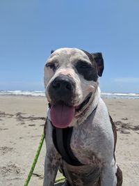 Close-up of a dog on beach