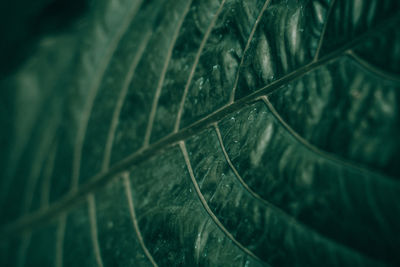 Full frame shot of leaves