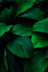 Full frame shot of fresh green leaves