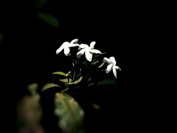 Close-up of flowers blooming against black background