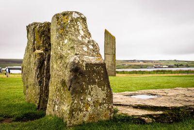 Close-up of grass against sky