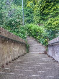 Narrow pathway along trees