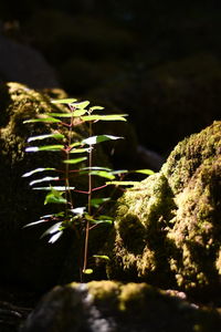 Close-up of plant in water