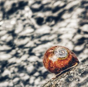 Close-up of snail