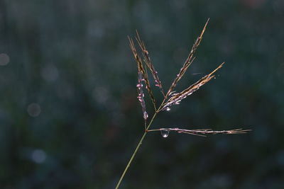 Close-up of plant