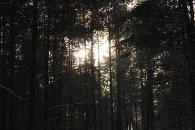 Low angle view of trees in forest