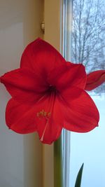 Close-up of red flower against window