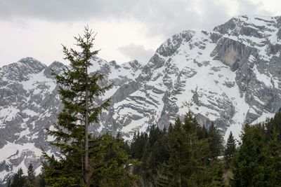 Trees in forest against sky