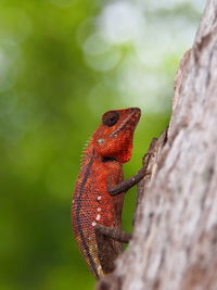 Close-up of a lizard on tree trunk