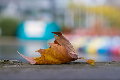 Close-up of dry maple leaves