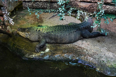 Crocodile in the zoo. alligator on large rock basking with green plants