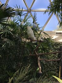 Low angle view of bird perching on tree