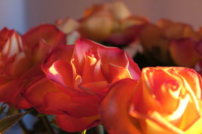 Close-up of rose bouquet