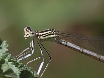 Close-up of damselfly on plant