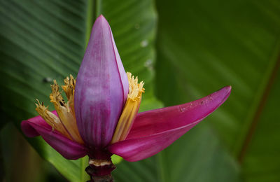 Close-up of pink lily blooming outdoors