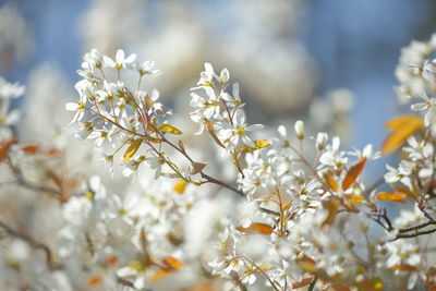 Close-up of white cherry blossom tree