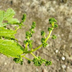 Close-up of plant