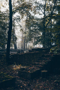 Trees in park