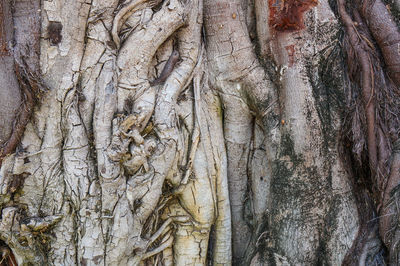 Full frame shot of tree trunk