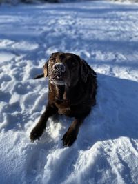 Portrait of a dog in snow