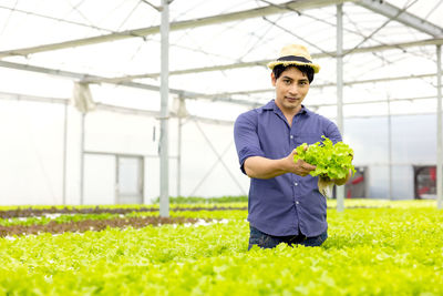 A farmer harvests veggies from a hydroponics garden. organic fresh grown vegetables and farmers .