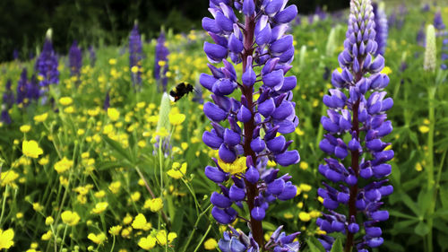 Close-up of insect on purple flowering plant